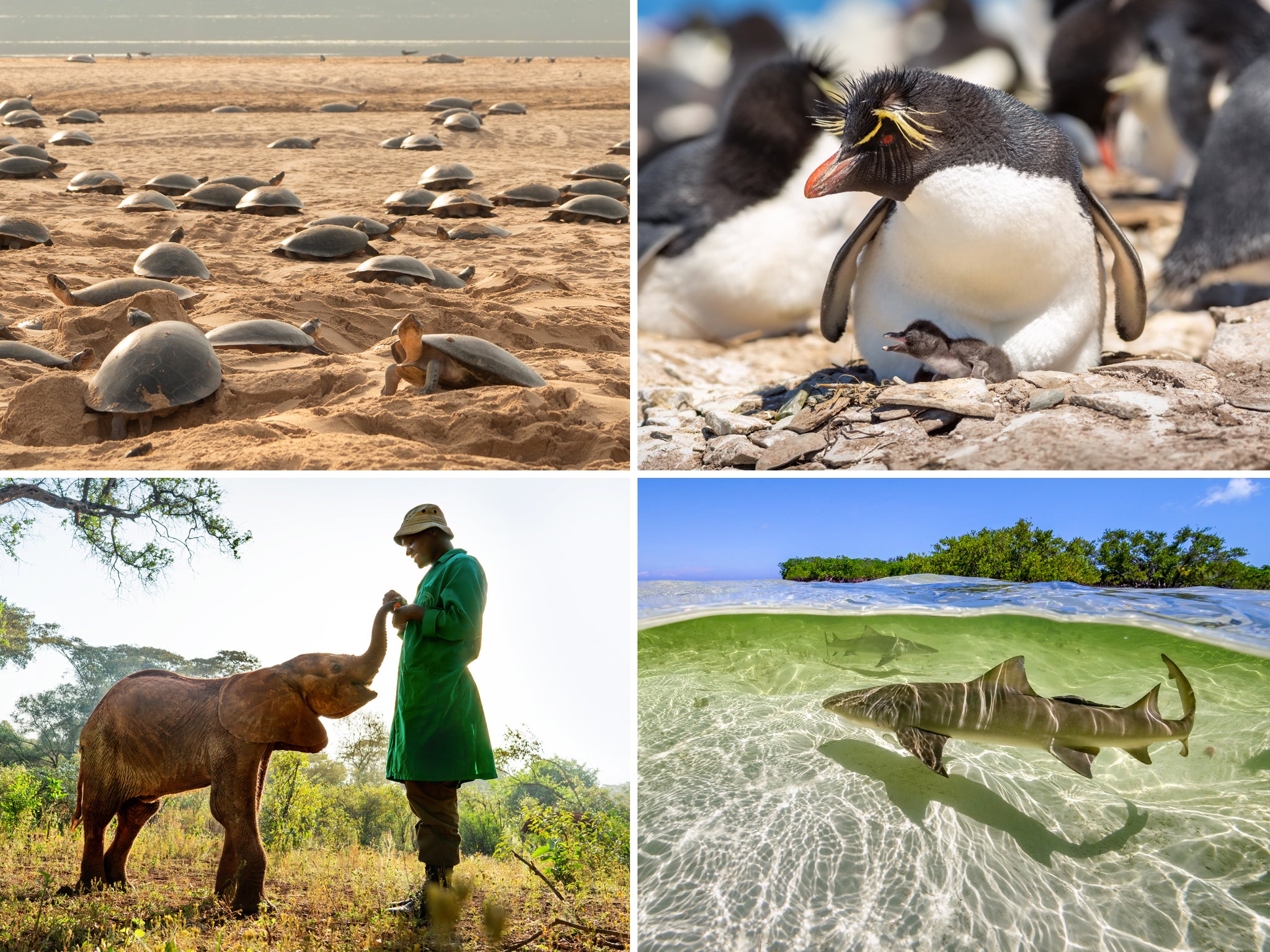 The composer behind David Attenborough’s new series on how it made him rethink the climate crisis