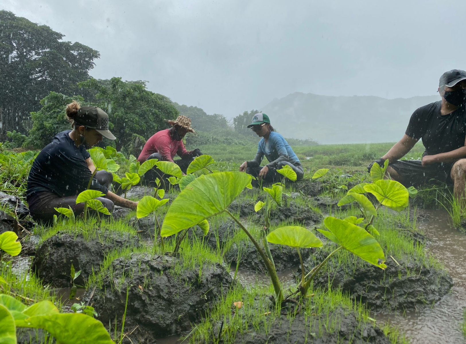 Planting of native species in Hawaii by the youth conservation group, Kupu