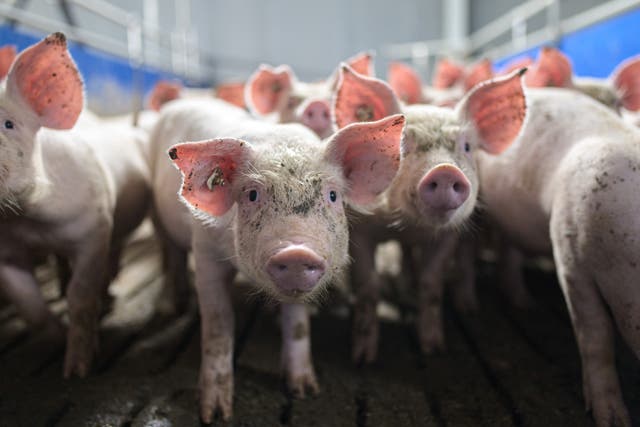 Conditions in which most meat animals are reared are a breeding ground for pathogens to spread to people, say experts