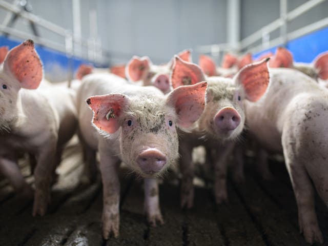 Conditions in which most meat animals are reared are a breeding ground for pathogens to spread to people, say experts