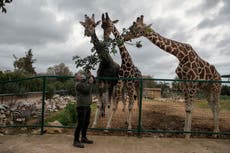 No income, 2,000 mouths to feed: Lockdown squeezes Greek zoo