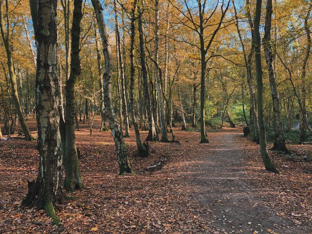 <p>Wood for the trees: a woodland in autumn can be just the place to find peace</p>