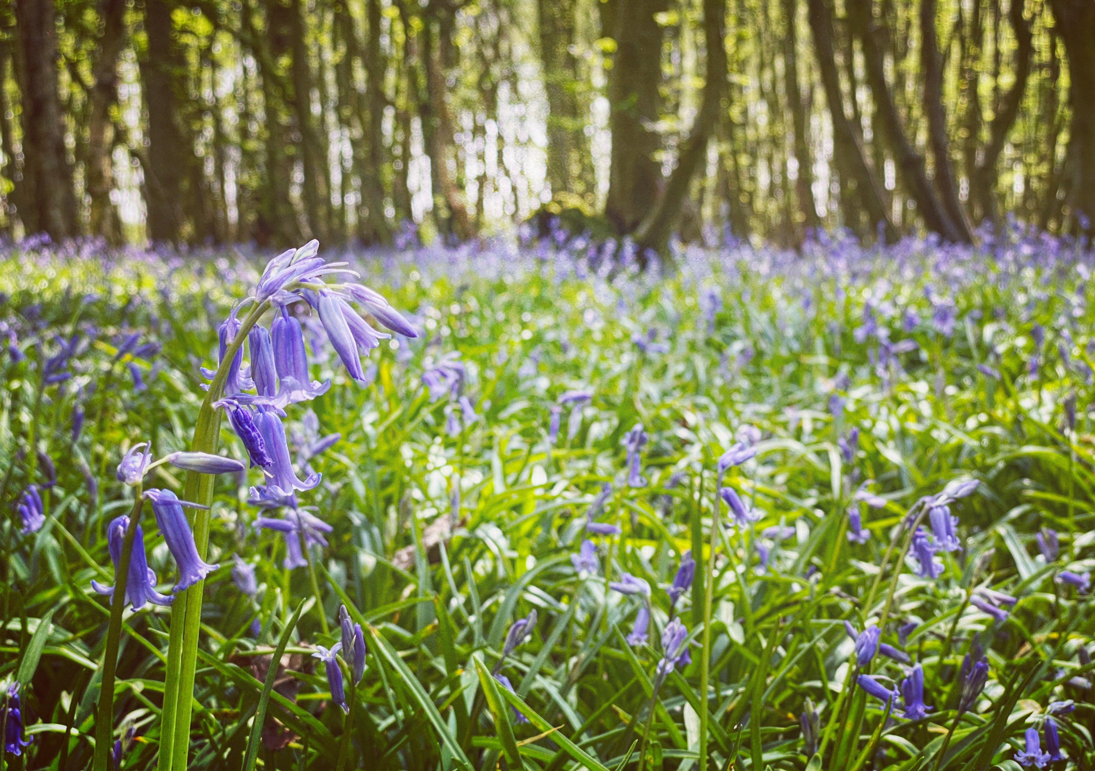 Bluebells and anemones turn the forest floor into a sea of colour