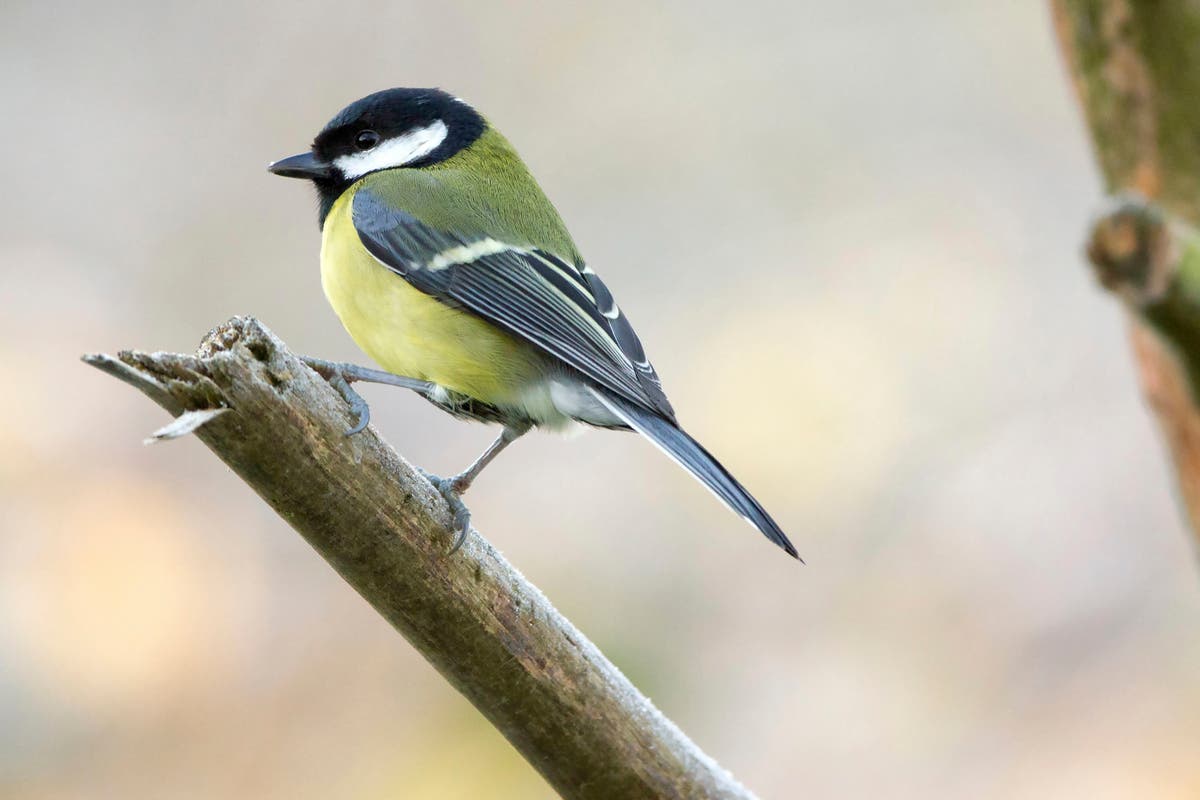 Locked-down Britons turn to bird watching | The Independent