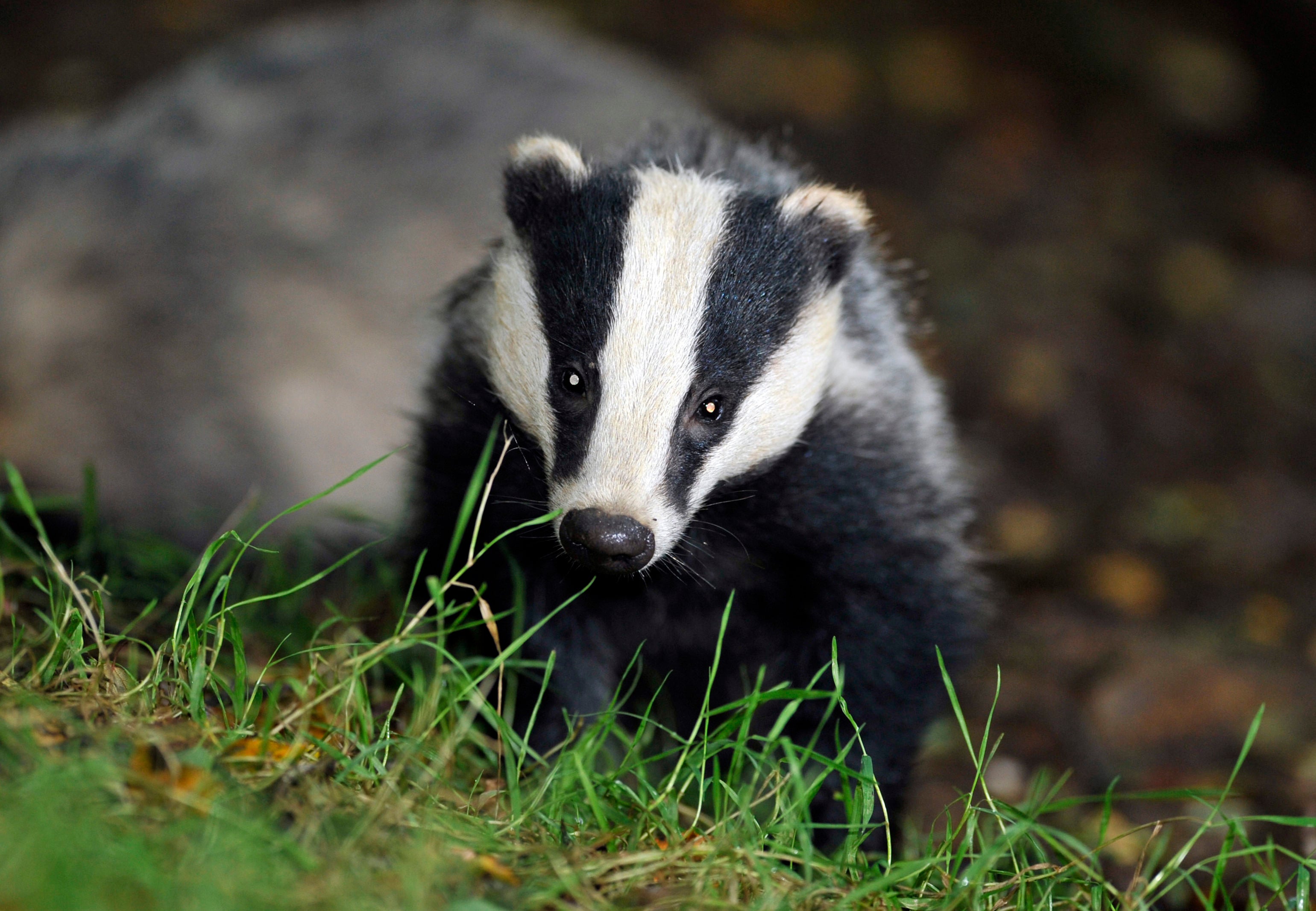 Badgers are on the move in response to UK cullings