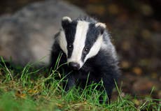 Badgers facing ‘extinction risk’ if culling continues, wildlife charities warn