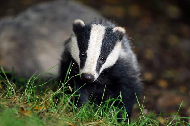 <p>Over 176,000 badgers have been killed since 2013</p>
