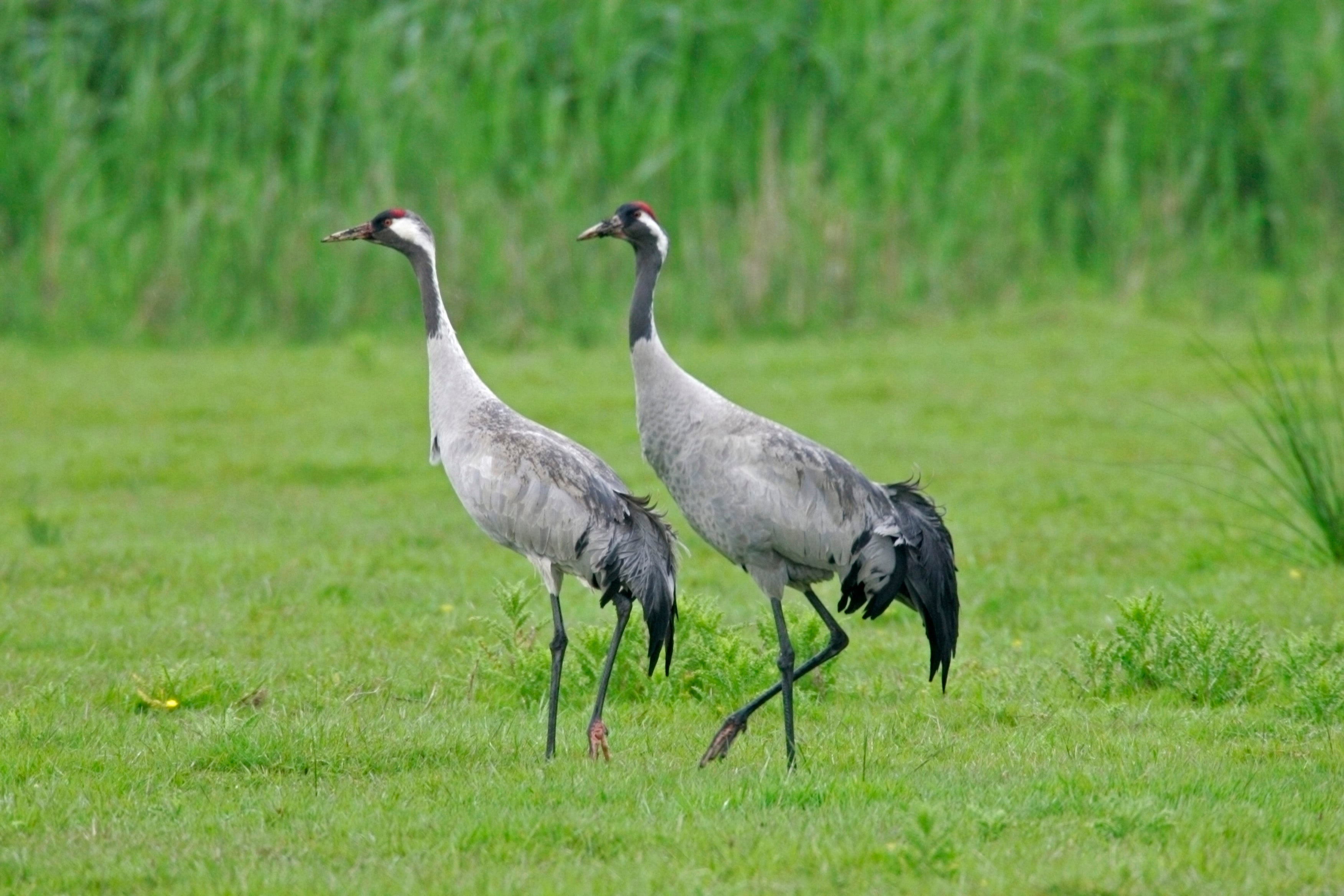 A pair of Grus grus cranes pictured at the Lakenheath Fen RSPB reserve in Suffolk, England