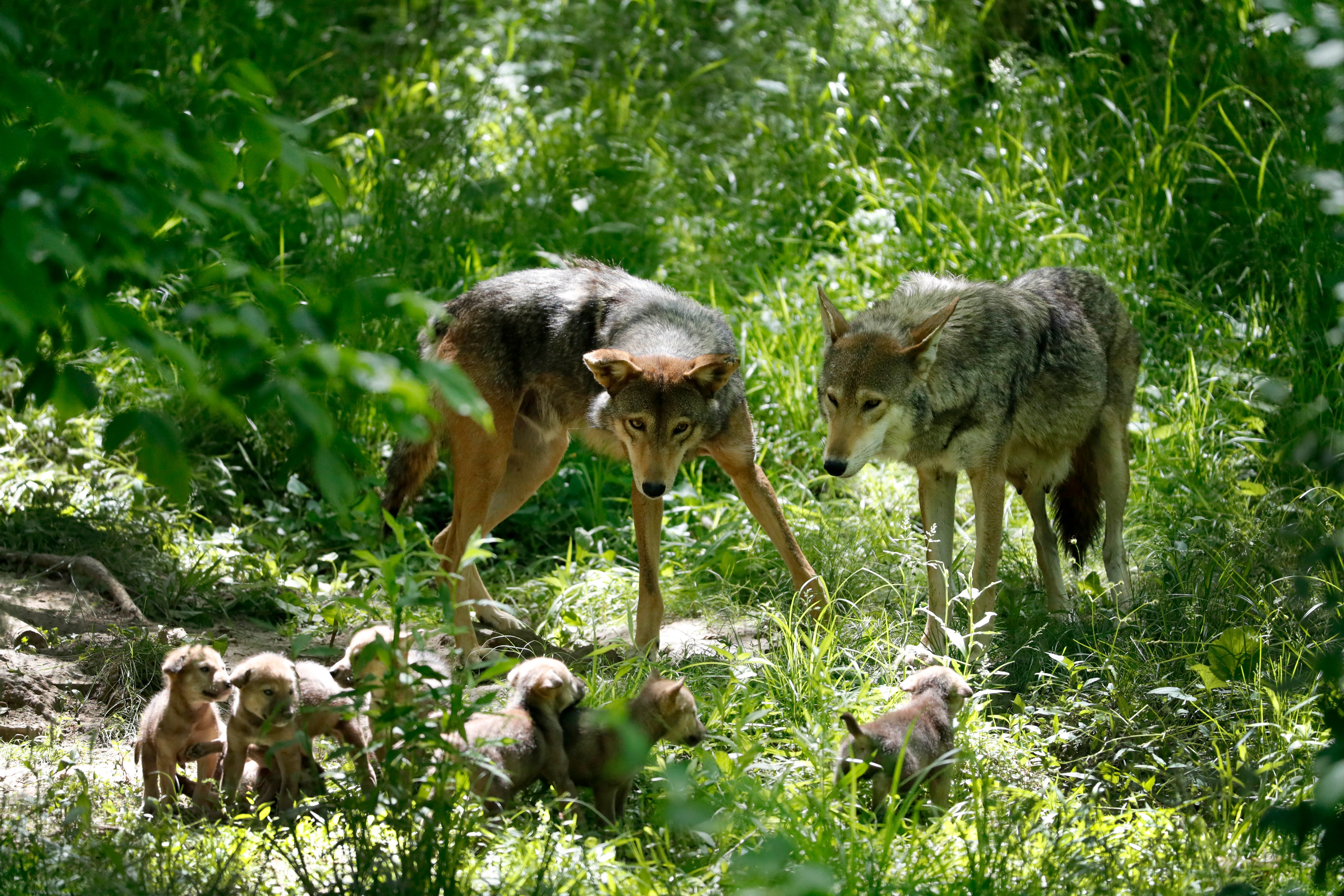 Потомство для зверя сигги. Волчье Логово (волчица с волчатами) в. Горбатов. Волк с волчатами. Самка волка с волчатами.