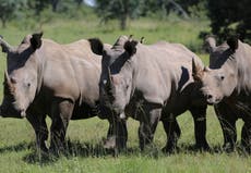 South Africa's virus lockdown helps reduce rhino poaching 