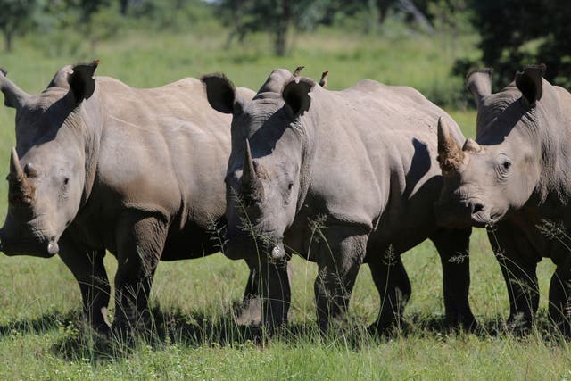 South Africa Rhino Poaching