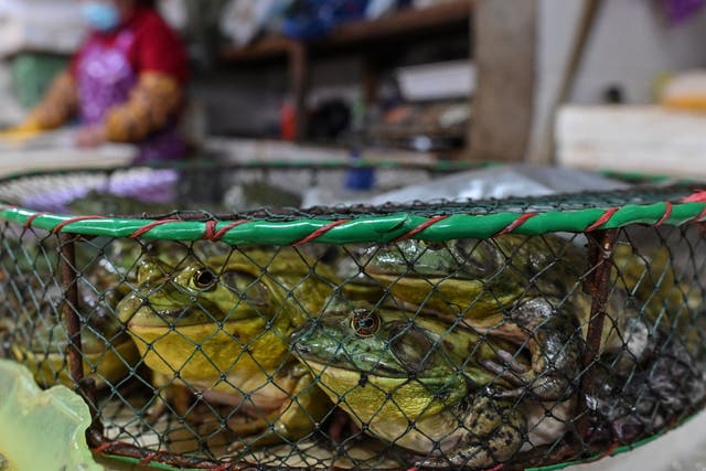 <p>Frogs displayed for sale at a wet market in Shanghai in April 2020</p>