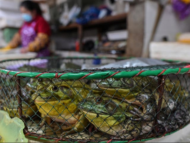 <p>Frogs displayed for sale at a wet market in Shanghai in April 2020</p>