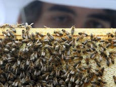Brexit: 15 million baby bees could be seized and burned over ‘monumentally stupid’ rules
