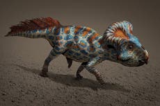 Sheep-sized dinosaur attracted sexual partners with huge neck frill, new study suggests