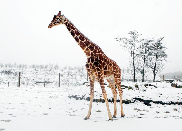 <p>A giraffe makes a rare appearance in the snow at Yorkshire Wildlife Park in Doncaster, England on Tuesday</p>