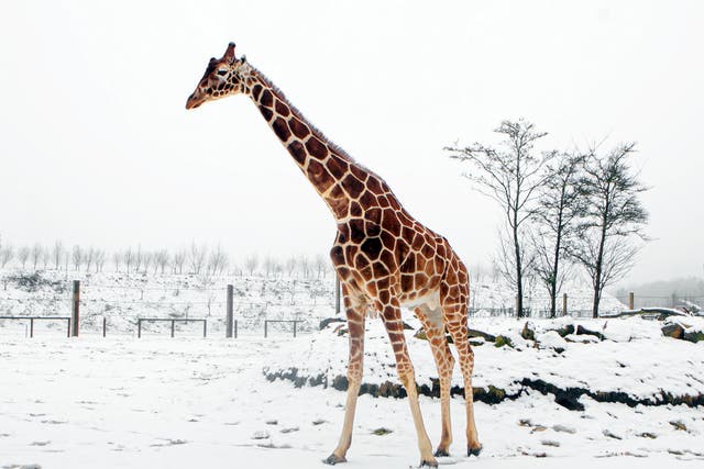 <p>A giraffe makes a rare appearance in the snow at Yorkshire Wildlife Park in Doncaster, England on Tuesday</p>
