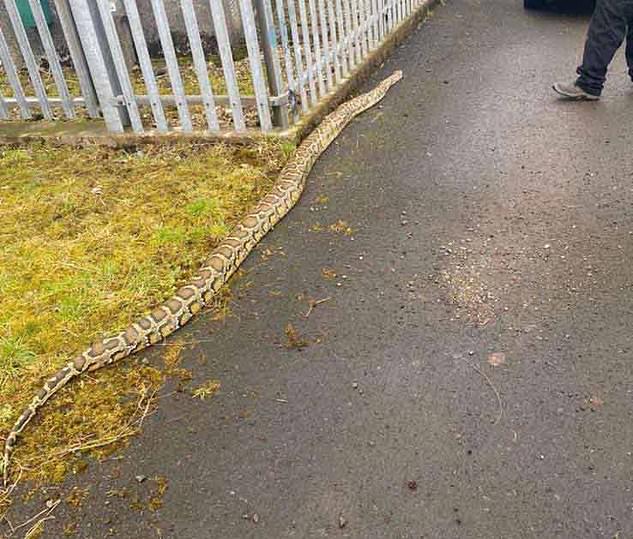 ‘Look at the size of the beast’ exclaimed an onlooker after the python was found&nbsp;