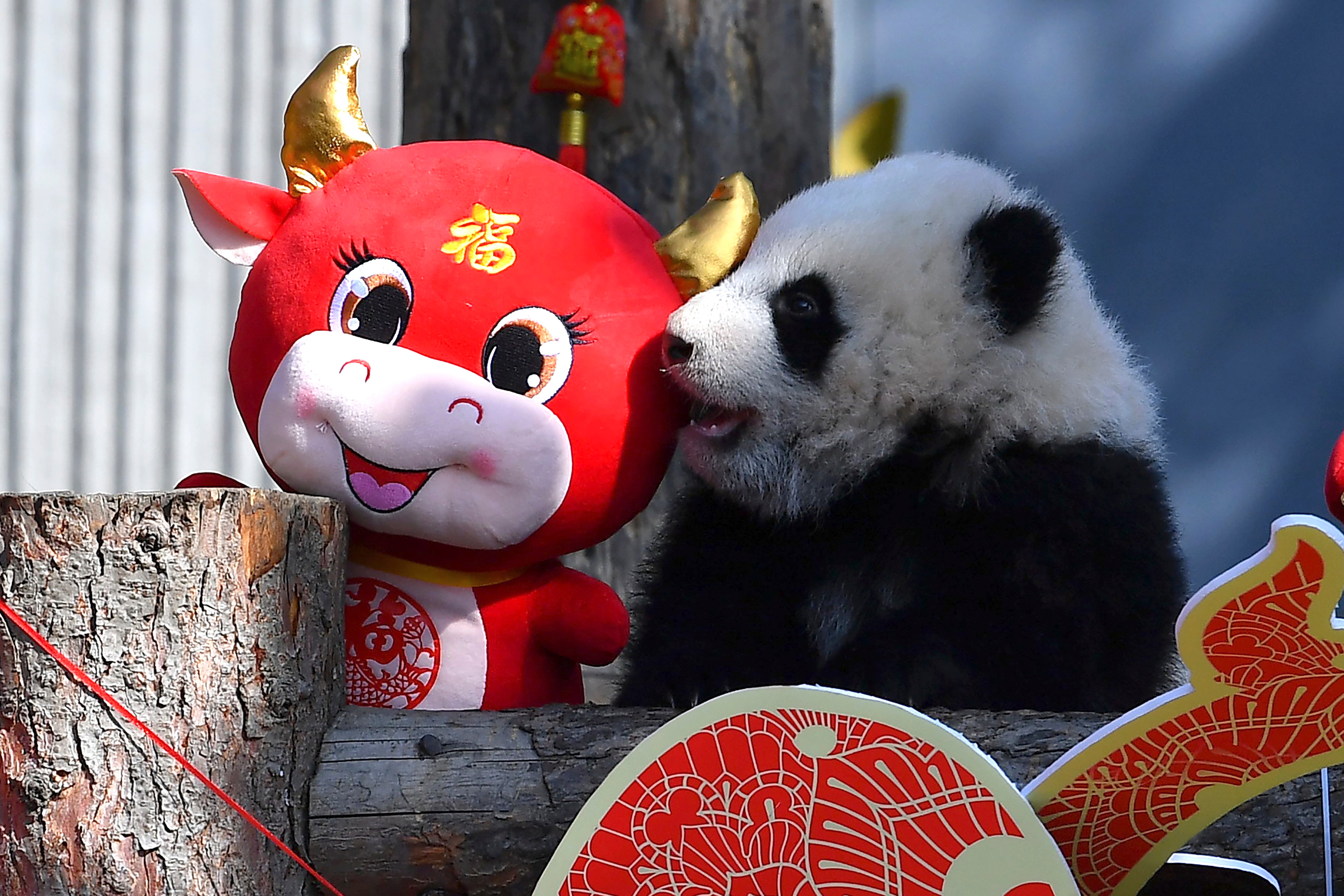 APTOPIX China Baby Pandas