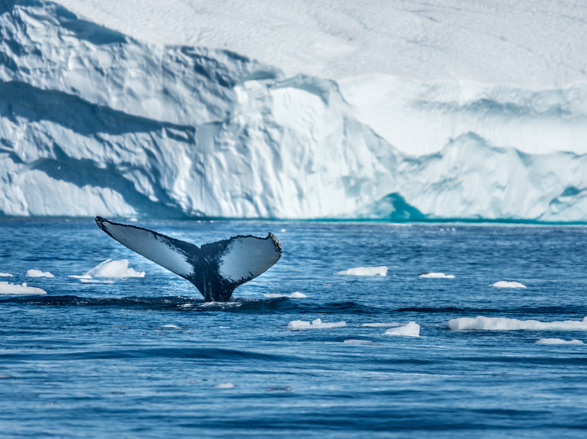 Humpback whale off Disko Bay in Greenland. Thick ice would have covered an Arctic Ocean full of freshwater during previous ice ages, scientists say