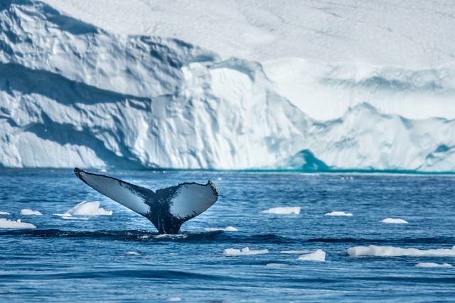 Humpback whale off Disko Bay in Greenland. Thick ice would have covered an Arctic Ocean full of freshwater during previous ice ages, scientists say