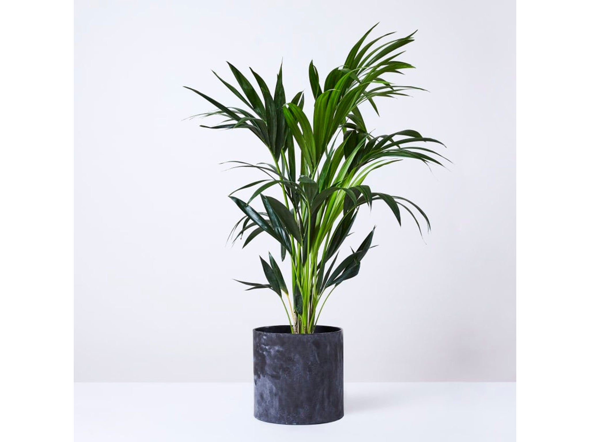 Top 20+ House plants non toxic to cats 4 The top pet-friendly indoor plants to add to your collection, according to experts