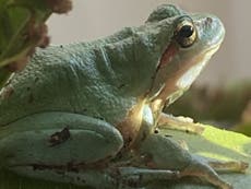 Rewilding: Can Britain’s long lost tree frogs bounce back?