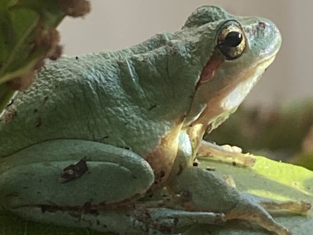 One of conservationist Derek Gow’s European tree frogs