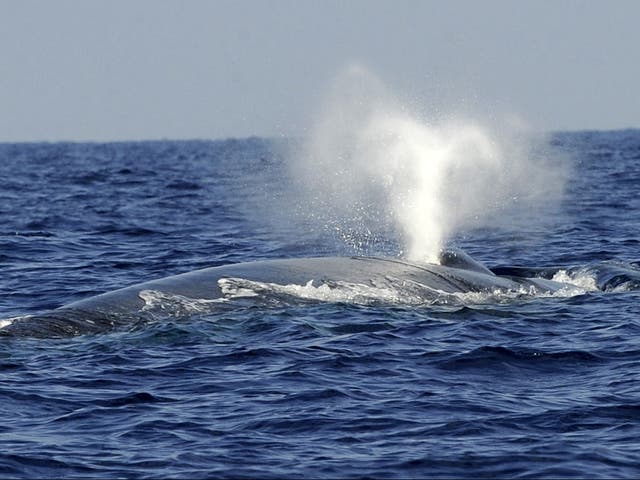 <p>Las ballenas azules todavía se consideran en peligro de extinción.</p>