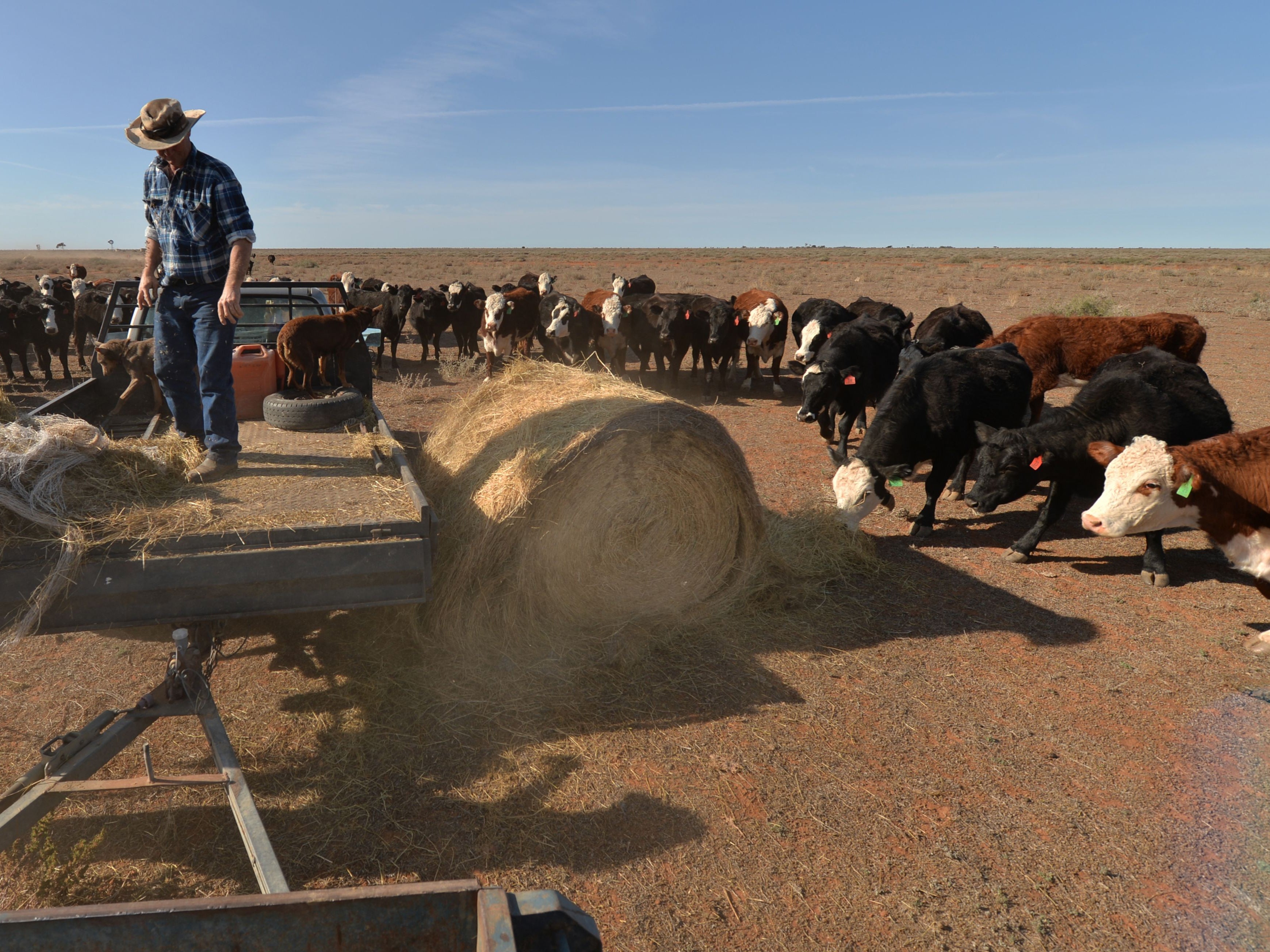 About 40 per cent of world grain harvests are fed to farmed animals, it’s estimated