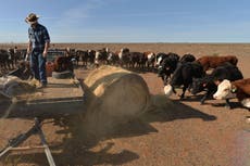 World must switch to plant-based diets to halt biodiversity crisis, say experts