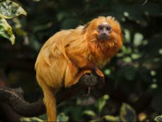 Deforestation ‘stressing animals out’, scientists warn