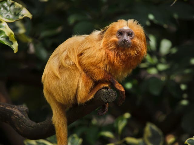 A golden lion tamarin in the Atlantic Forest, where researchers found animals living in fragmented habitats were suffering in comparison to those living in larger tracts of forest