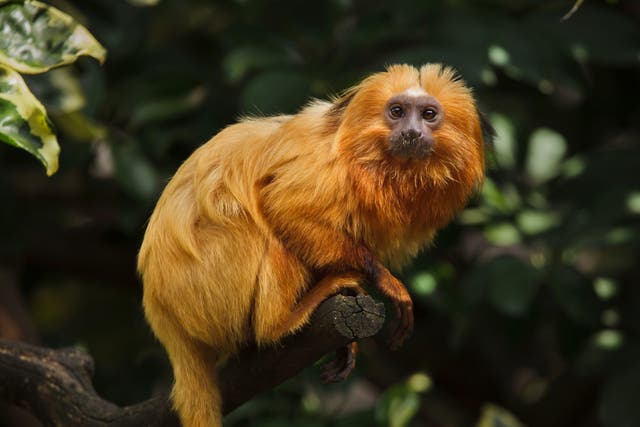 A golden lion tamarin in the Atlantic Forest, where researchers found animals living in fragmented habitats were suffering in comparison to those living in larger tracts of forest