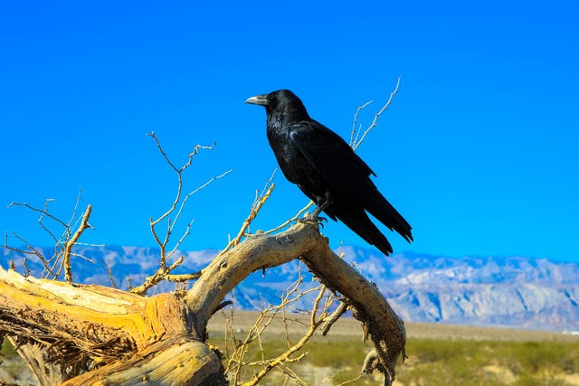 A raven in Death Valley, part of the Mojave Desert in California