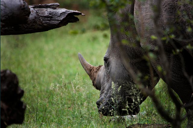South Africa Malaysia Rhino Horns Bust