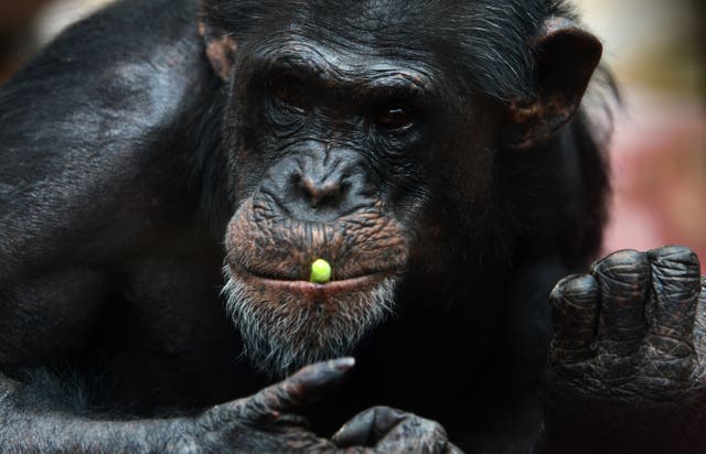 A new disease has been discovered to be killing chimpanzees