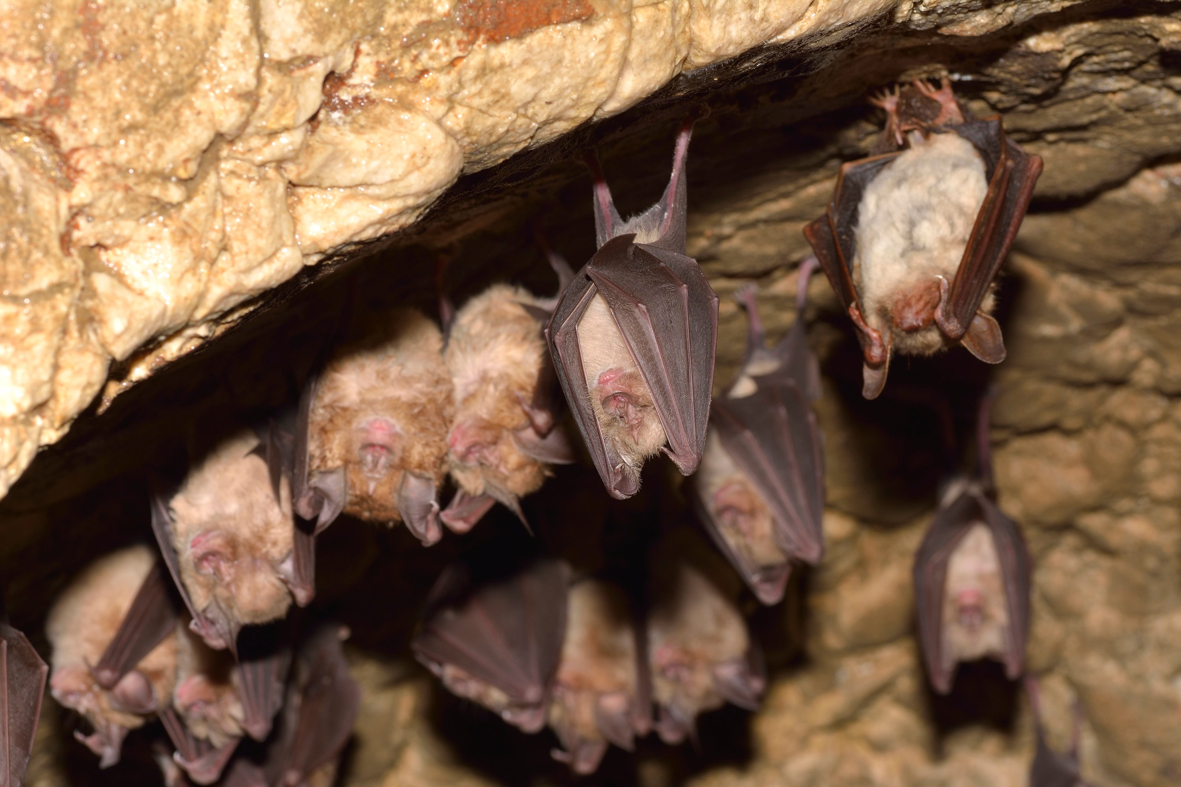 Bats, like these lesser mouse-eared bats and lesser horseshoe bats, are known to carry coronaviruses