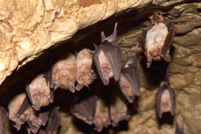 <p>Bats, like these lesser mouse-eared bats and lesser horseshoe bats, are known to carry coronaviruses</p>