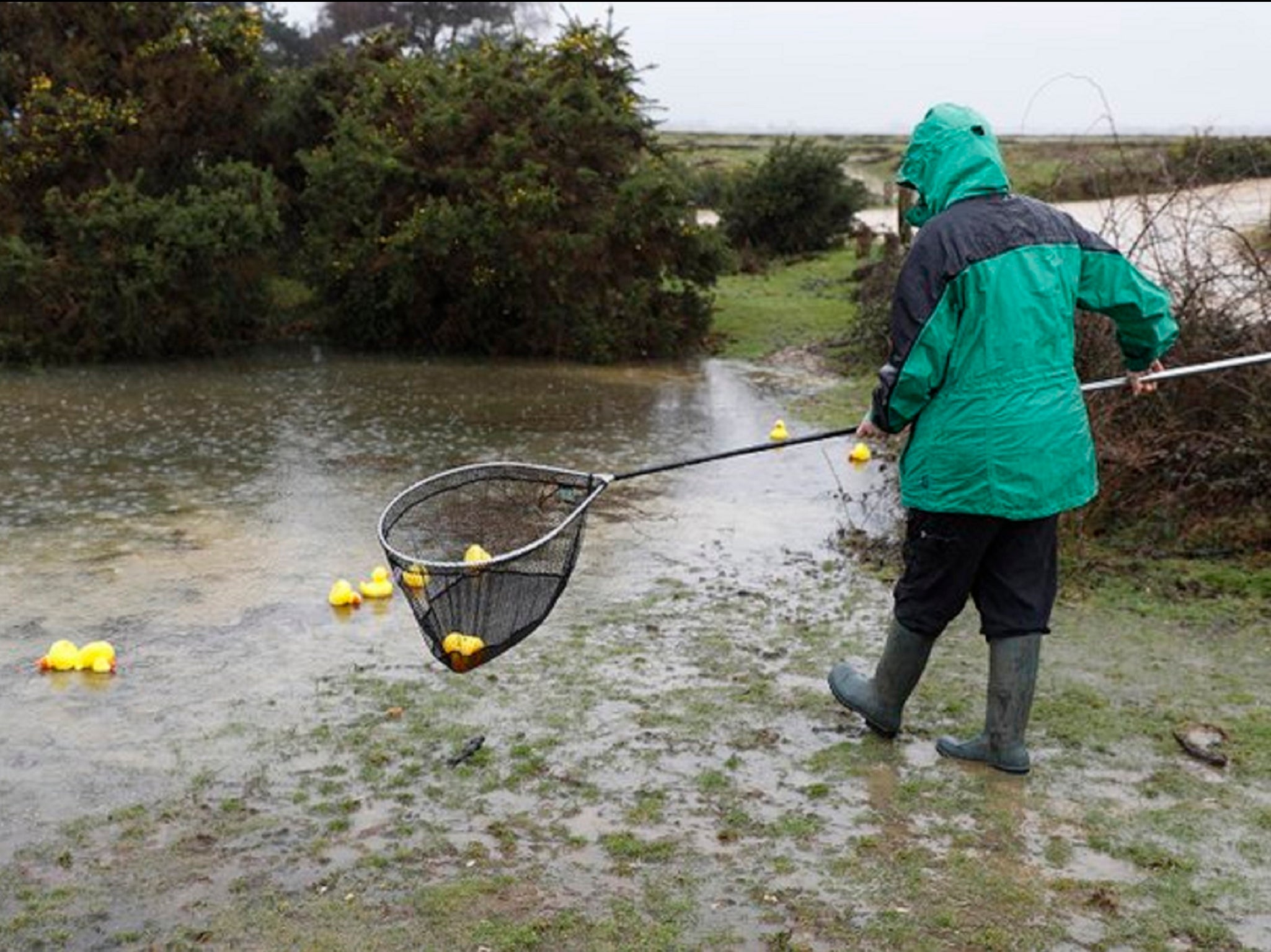 Forestry England has warned of the danger litter poses to animals and wildlife after dozens of rubber ducks were dumped in a pond in the New Forest, Hampshire