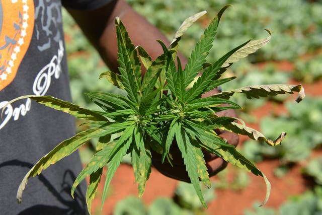 Jamaica Marijuana Shortage