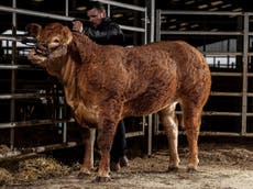 Cow named Poshspice becomes world’s most expensive heifer after selling for £262,000