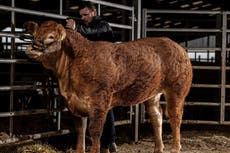 Cow named Poshspice becomes world’s most expensive heifer after selling for £262,000