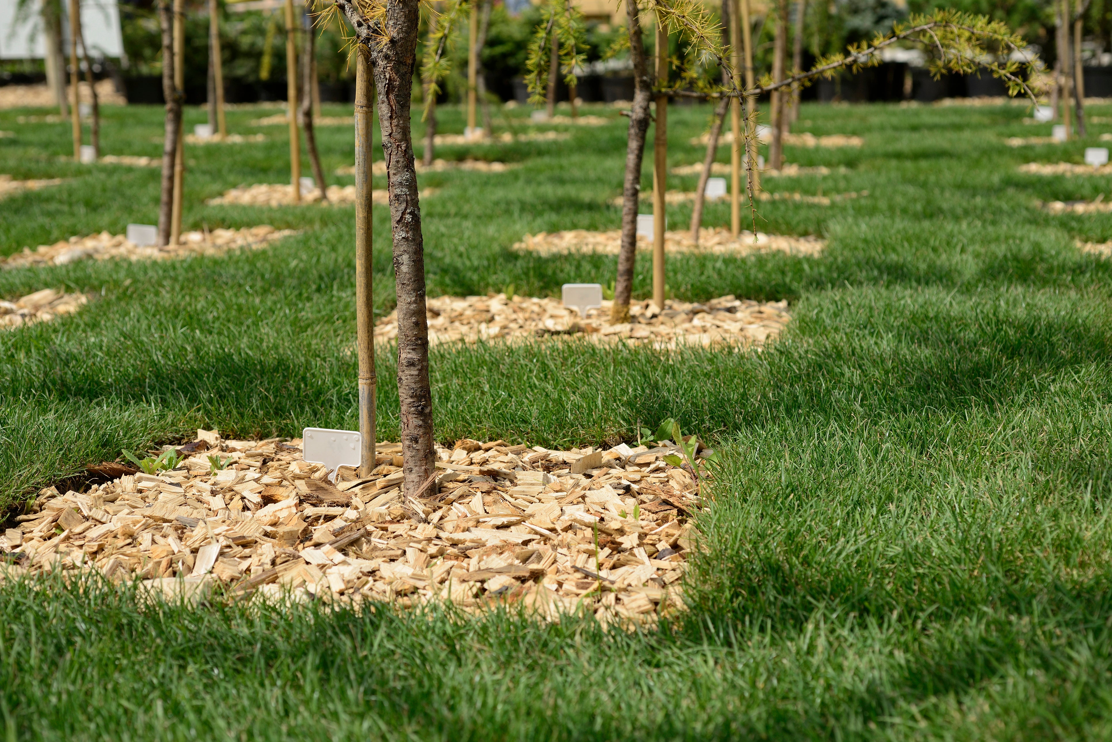 Tree planting can help to remove CO2 from the atmosphere