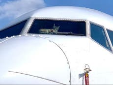 Cat trapped in aircraft cockpit for two weeks