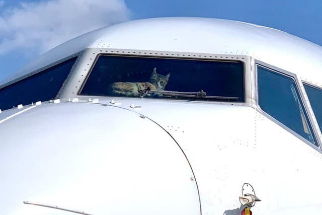 The cat was photographed lounging in the cockpit