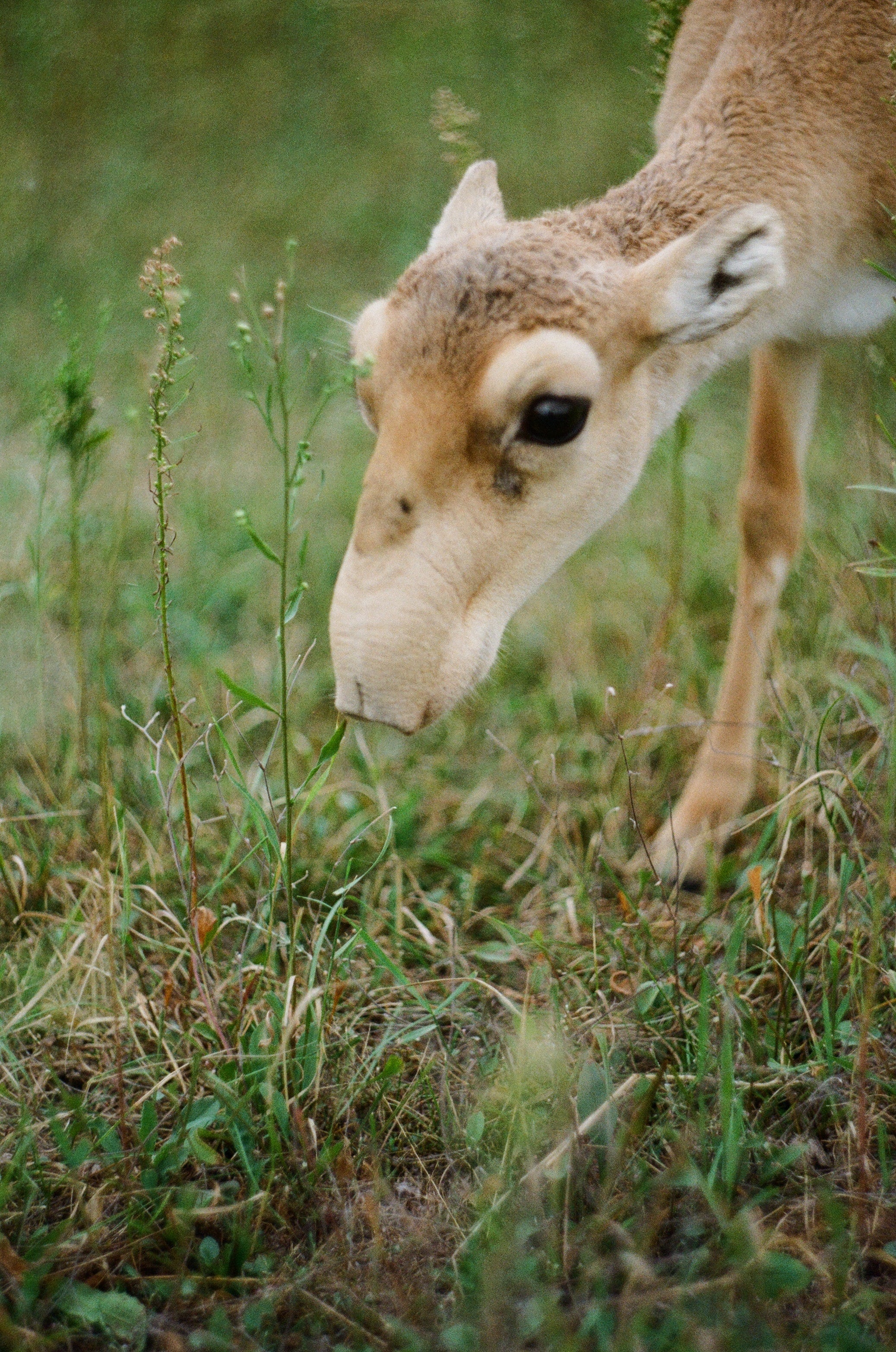 Movement of the critically endangered saiga antelope could be affected by border fencing in central Asia