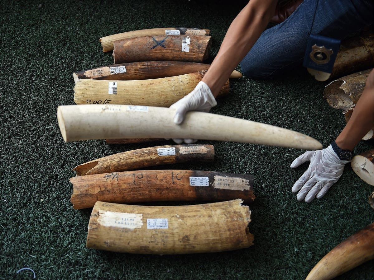 Stop the Illegal Wildlife Trade: How smugglers are being caught by their own mobile phone data