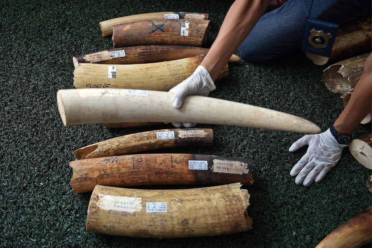 How wildlife criminals are being caught by their own mobile phone data