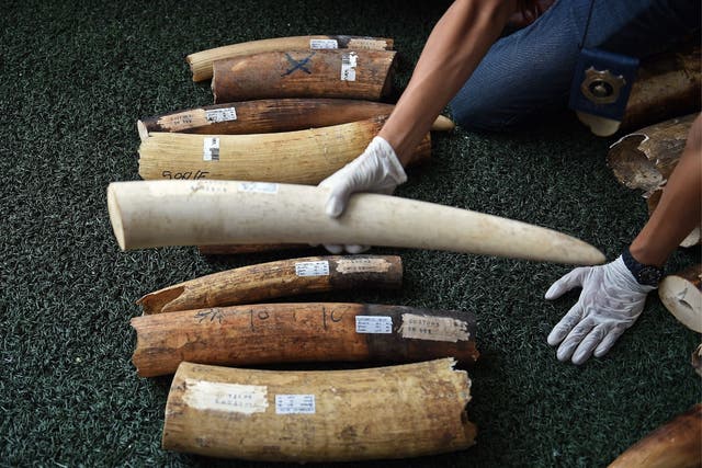 Customs officials display elephant tusks seized in Thailand